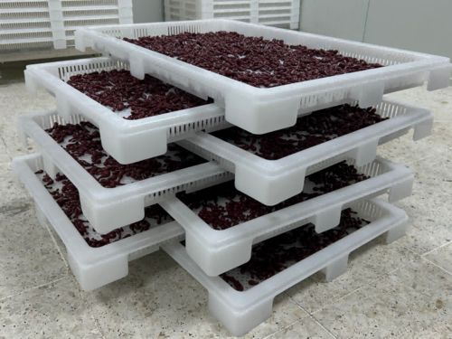 Latest company news about Apa itu Softgel Encapsulation?